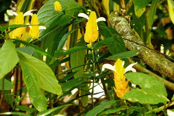 Zdjęcie ze Sri Lanki - niezwykle oryginalna roślina na terenie hotelu: to 