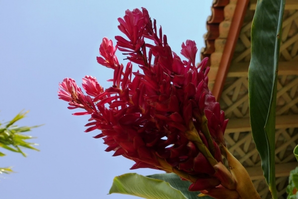 Zdjęcie ze Sri Lanki - hotelowa flora