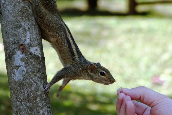 Zdjęcie ze Sri Lanki - wiewióreczki te to niezłe łasuchy:) 