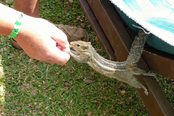 Zdjęcie ze Sri Lanki - wiewiórka - akrobatka :))