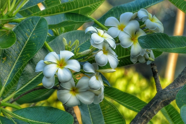 Zdjęcie ze Sri Lanki - Plumeria zwana  Frangipani - rajski zapach Azji...