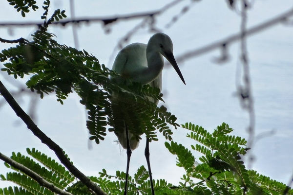 Zdjęcie ze Sri Lanki - pticek