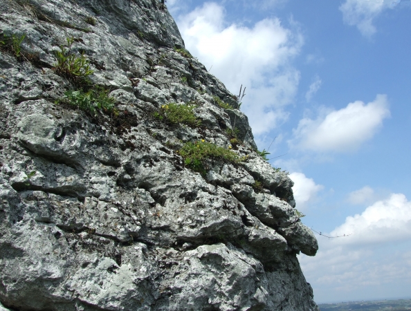 Zdjęcie z Polski - na skałach sporo roślin