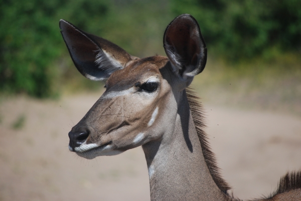 Zdjęcie z Zambii - Kudu