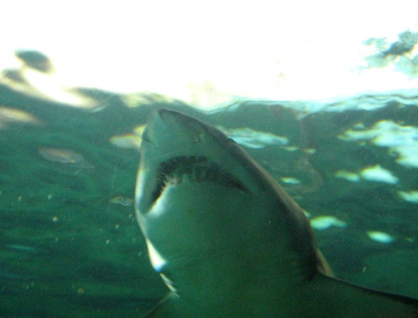 Zdjęcie z Australii - Sydney Aquarium