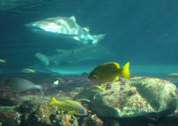 Zdjęcie z Australii - Sydney Aquarium