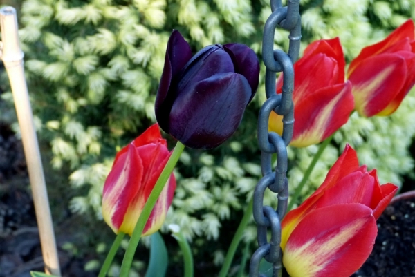 Zdjęcie z Polski - czarny tulipan - jedyny rodzynek w mojej tulipaniarni:)