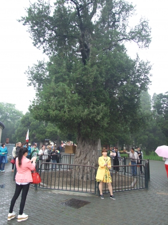 Zdjęcie z Chińskiej Republiki Ludowej - najstarsze drzewo