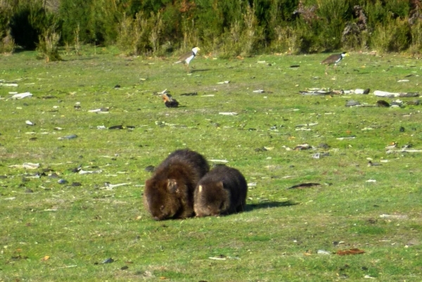 Zdjęcie z Australii - Wombaty, mama i maluch, w Onkaparinga River NP