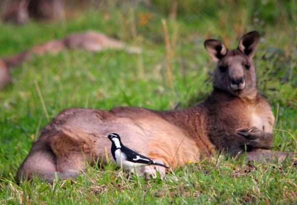 Zdjęcie z Australii - Odpoczywajacy kangur szary 