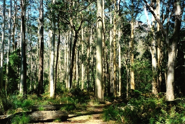 Zdjęcie z Australii - Strzeliste blekitne eukaliptusy - las Kuipto Forest