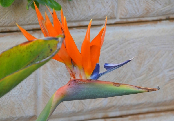 Zdjęcie z Australii - Rajskie ptaki w moim ogrodzie :)