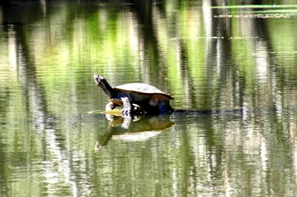 Zdjęcie z Australii - Żółw wężoszyi, rozlewiska rzeki Onkaparinga