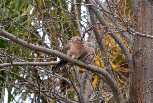 Zdjęcie z Australii - Para australijskich synogarlic spotted dove
