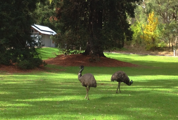 Zdjęcie z Australii - Strusie emu, okolice MacLaren Vale