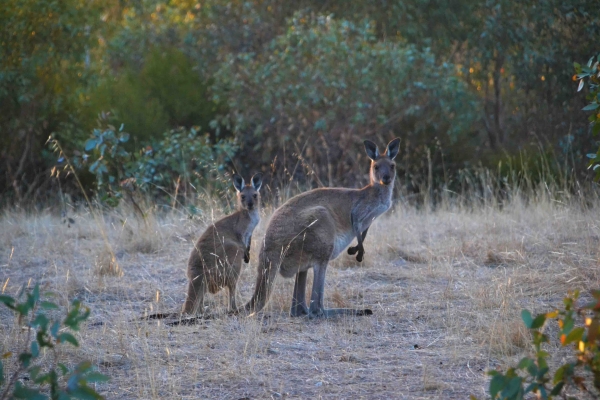 Zdjęcie z Australii - Kangurki z Onkaparinga River NP
