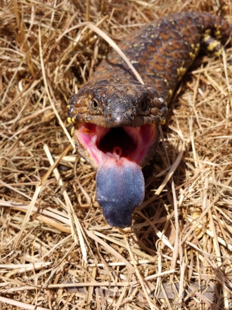 Zdjęcie z Australii - Slipping lizard - czesto spotykany rodzaj scynka