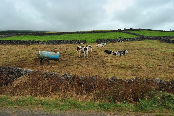 Zdjęcie z Portugalii - Terceira,krowy doić