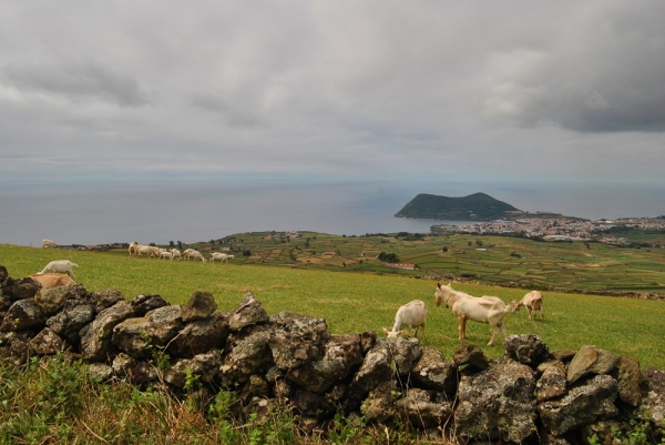 Zdjęcie z Portugalii - Terceira,jak nie krowy to kozy doić