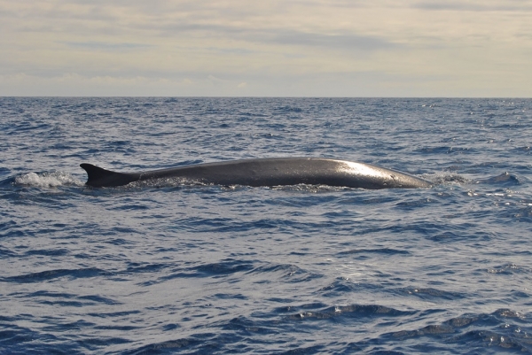 Zdjęcie z Portugalii - Terceira,na ryby, to znaczy na wieloryby-ssaki 