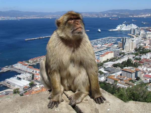 Zdjęcie z Giblartaru - Gibraltar