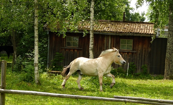 Zdjęcie z Norwegii - koniki biegały tu sobie jak w najlepszej zabawie:)