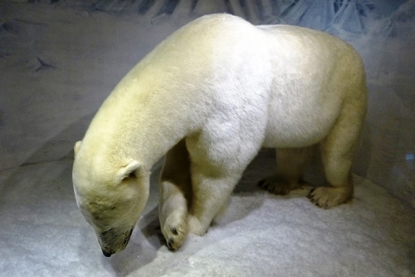 Zdjęcie z Norwegii - niedźwiedzie polarne w tej części Norwegii - to tylko w muzeum:)
