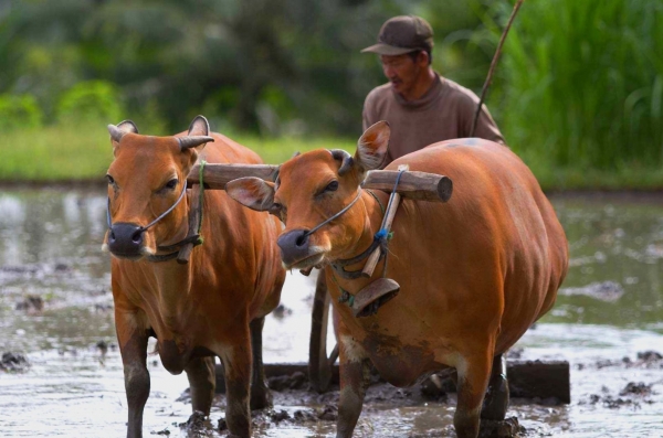 Zdjęcie z Indonezji - Na polach ryzowych