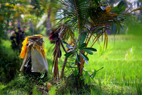 Zdjęcie z Indonezji - Kapliczka na polach ryzowych Jatiluwih