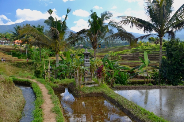 Zdjęcie z Indonezji - Tarasy ryzowe Jatiluwih