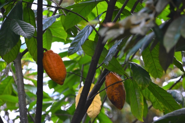Zdjęcie z Indonezji - Rosnie kakao