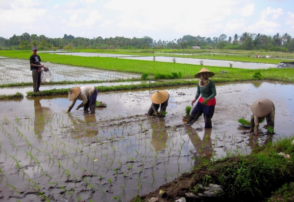 Zdjęcie z Indonezji - Praca na polu ryzowym