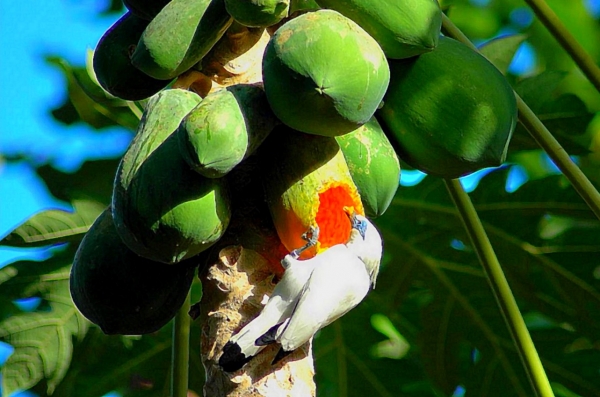 Zdjęcie z Indonezji - Biala balijska majna wyjadajaca papaye