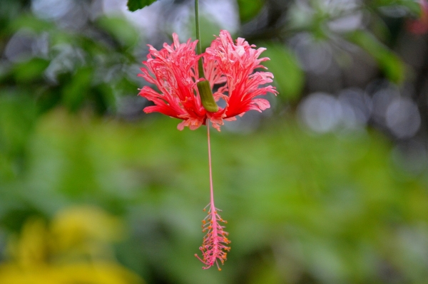 Zdjęcie z Indonezji - Przepiekne strzepiaste hibiskusy