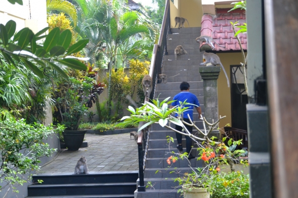 Zdjęcie z Indonezji - W naszym hotelu Champlung Sari 