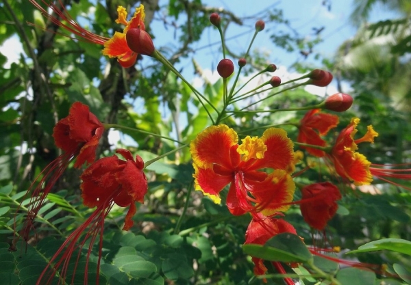 Zdjęcie z Indonezji - Balijska flora
