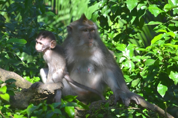 Zdjęcie z Indonezji - Ubudzkie makaki