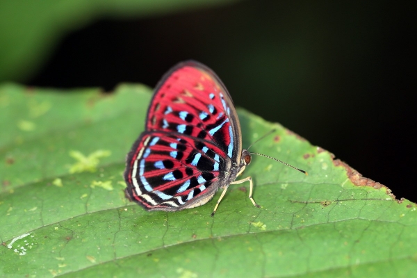 Zdjęcie z Indonezji - Motylek w hotelowym ogrodzie