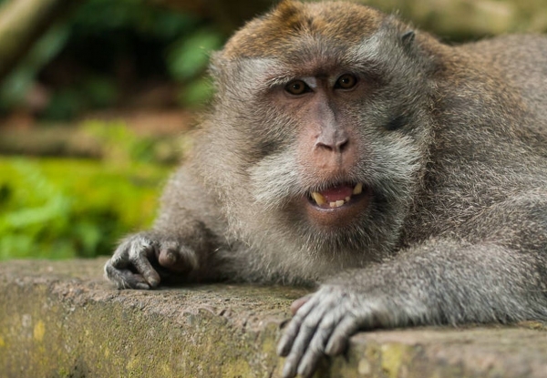 Zdjecie - Indonezja - Ubud-2- Balijska tradycja i małpie figle