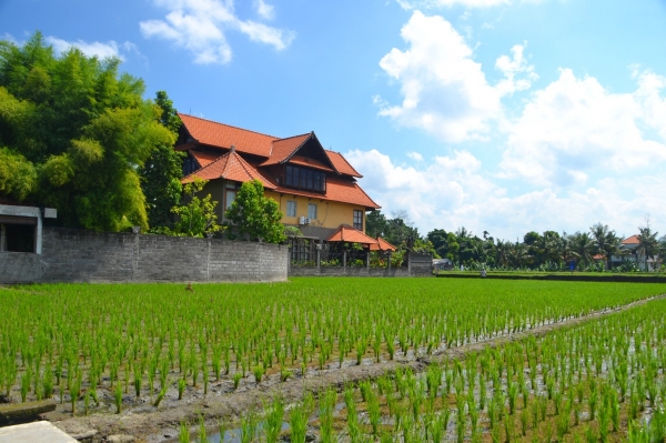 Zdjęcie z Indonezji - Pola ryzowe w srodku miasta