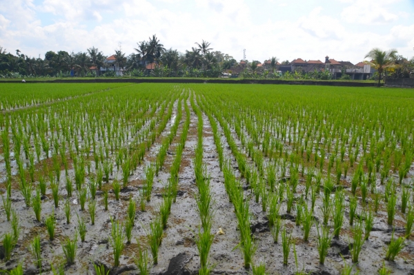 Zdjęcie z Indonezji - Pole ryzowe w samum centrum Ubud