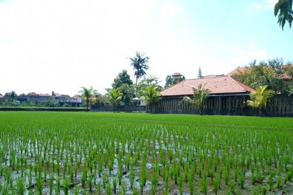 Zdjęcie z Indonezji - Pole ryzowe w samym centrum Ubud