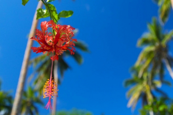 Zdjęcie z Vanuatu - Piekny strzepiasty hibiskus