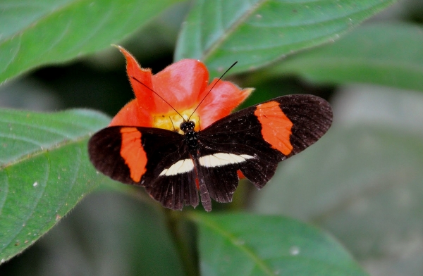 Zdjęcie z Vanuatu - Miejscowa fauna i flora