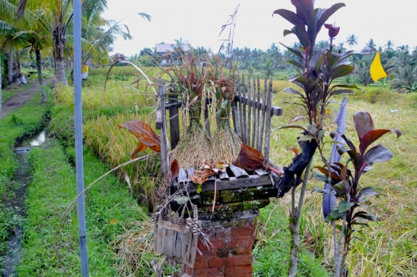 Zdjęcie z Indonezji - Kapliczka na polach ryzowych