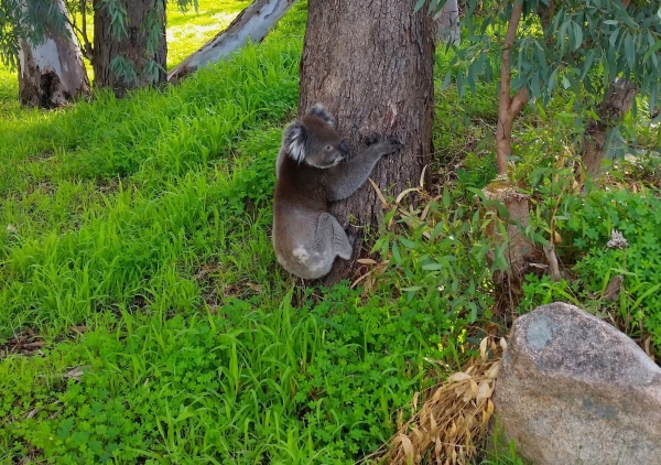 Zdjęcie z Australii - Misiek koala w miejskim parku :)