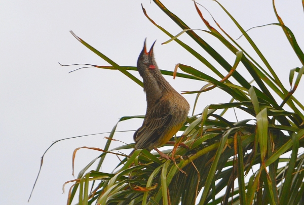 Zdjęcie z Australii - Koralicowiec czerwony podczas "spiewania"