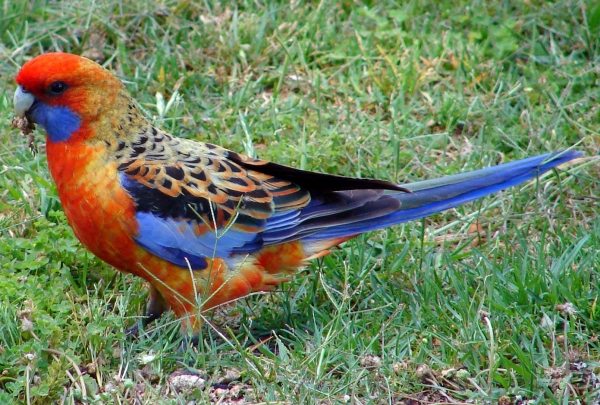 Zdjęcie z Australii - Rozella królewska - najmniej plocha australijska papuga