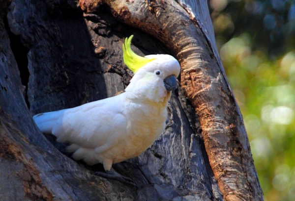 Zdjęcie z Australii - Kakadu żółtoczuba - chyba najglosniejsza z papug