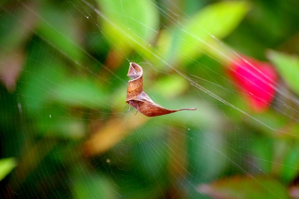 Zdjęcie z Australii - Domek pajaka